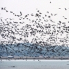 고창 AI 농장 인근 저수지서 가창오리 떼죽음…방역당국 비상(종합)