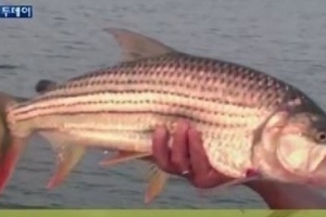 새 잡아먹는 물고기 “사람이 먹을 수 있는 건가?”