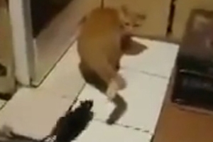 (영상)쥐에 쫒겨다니는 ‘겁쟁이 고양이’ 포착