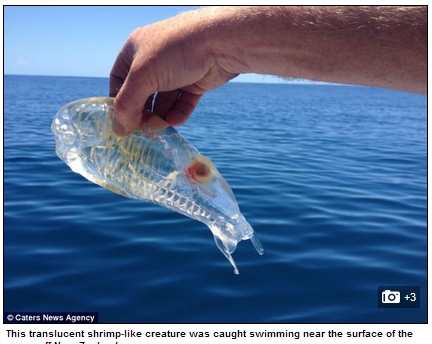 투명인간 닮은 물고기