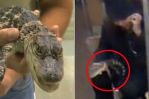 美 공항 출현 악어, 마약 취한 여자가 버린 것