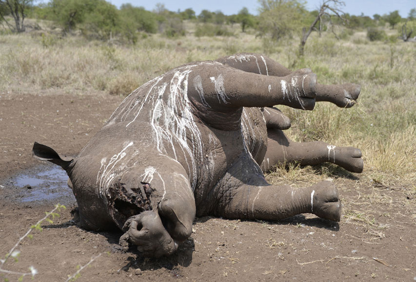 남아프리카의 크루거국립공원이 지난 11월27일 찍은 사진으로 밀렵꾼들에게 죽은 코뿔소의 코뿔이 빠져있다. AP/뉴시스