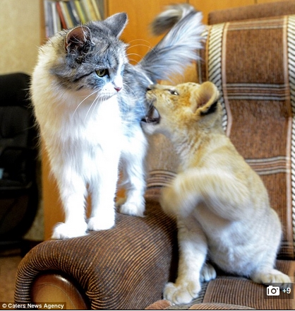 조련사의 집고양이 ‘다르카’를 어미처럼 따르는 ‘키아라’. / 영국 데일리메일 홈페이지 캡처