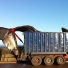 해변에 밀려온 거대 향유고래 사체, 어쩌다가