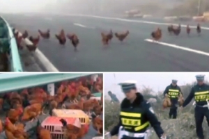 닭 운송트럭 전복돼 中 고속도로 아수라장