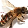 꿀벌의 이상 행동, 원인 알고 보니.. 공포
