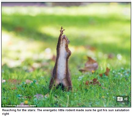 요가하는 다람쥐. / 영국 데일리메일 홈페이지 캡처