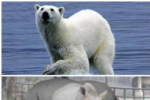 화나면 무서운 동물들, “두 얼굴을 가진 짐승 ‘울버린’이 대체 뭐야?”