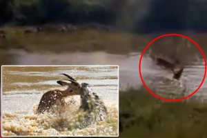 강물 뛰어 건너는 임팔라 낚아채는 거대 악어 포착