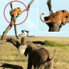 ‘이런 굴욕이!’ ‘백수의 제왕’ 사자, 코끼리에 쫓겨다니는 장면 포착