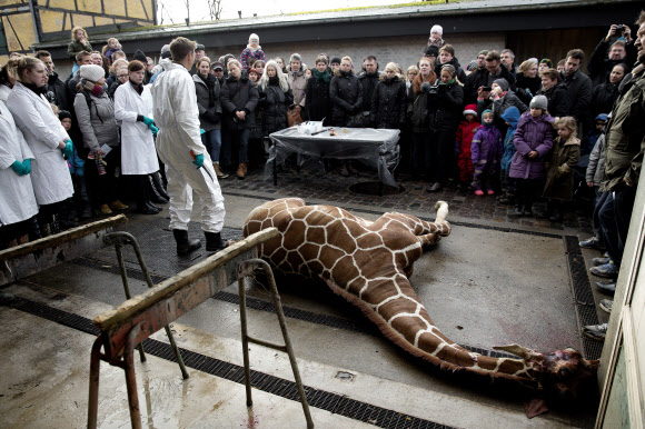 덴마크 코펜하겐 동물원 직원들이 9일(현지시간) 도살된 기린 마리우스를 해체하기에 앞서 관람객들에게 보여 주고 있다. 코펜하겐 AP 연합뉴스