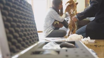 EBS의 ‘하나뿐인 지구’는 홀로 집에 남은 개들의 분리불안 상태를 집중 분석한다. 반려견을 봉제인형쯤으로 여기는 우리 사회에 대한 경고인 셈이다. EBS 제공
