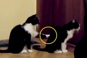 ‘화 풀어!’ 사과하는 듯한 모습의 고양이 커플 포착