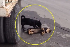 ‘누가 좀 도와줘요!’ 차에 부딪혀 죽은 친구 돌보는 견공 화제