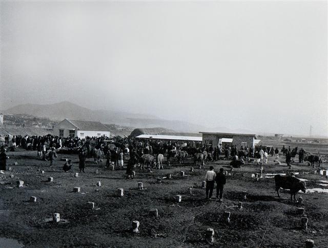 1962년 12월의 마장동 가축시장.