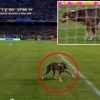 축구경기중 난입해 ‘볼 일’ 본 황당한 견공