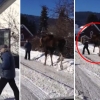 길가는 여성 느닷 없이 공격하는 엘크 포착