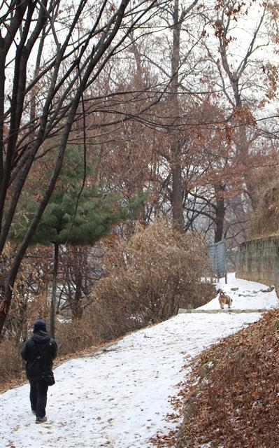 눈이 내려앉은 동작충효길을 한 주민이 산책하고 있다. 동작구 제공