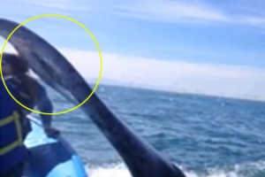 ‘맛이 어때요!’ 거대 고래,꼬리로 배 위 관광객 얼굴 가격 포착
