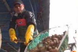 ‘마산의 명물’ 미더덕… 그 깊고 달큰한 봄맛에 빠져 볼까