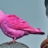 분홍색 비둘기 포착, 죽었을 가능성 높다고? ‘무슨 이유 때문에?’