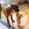 ‘내꺼야!’ 견공 먹이 빼앗으려는 고양이 화제