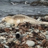 독도 해안 ‘물범’ 나타났다