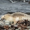 독도에 천연기념물 ‘물범’ 등장 “무리에서 떨어져 혼자서…” 왜?