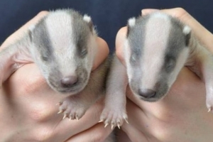 ‘엄마 보고싶어’ 어미와 보금자리 잃은 오소리 새끼들 포착