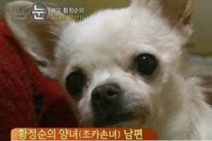 황정순 반려견 안락사 논란 “불쌍한 강아지는 왜 죽였나”