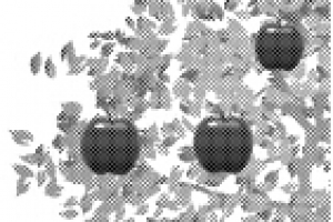 서울 종로에 사과나무를~