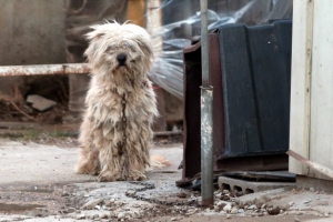 개 AI 감염…방역당국 “사람 감염 가능성 없어”