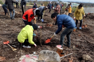 재선충 고사목 빈자리에 희망의 매실나무