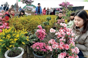 제철 맞은 나무시장