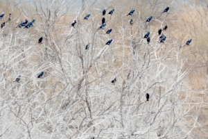 눈이 아닙니다… 밤섬 나무들 백화현상