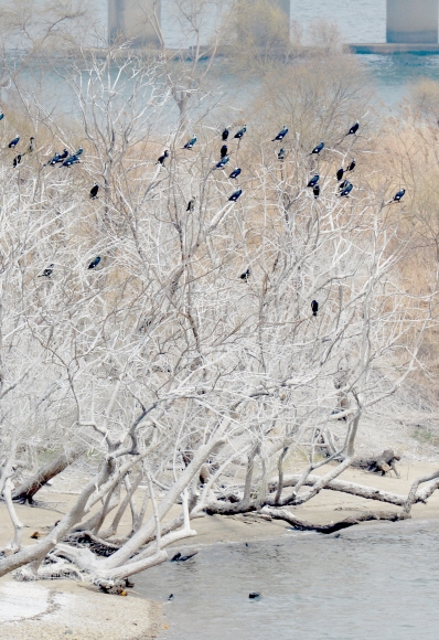 눈이 아닙니다… 밤섬 나무들 백화현상