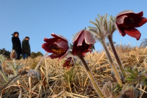 할미꽃이 봄을 가져오셨네요