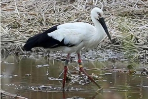 日 인공증식 방사 황새 김해서 국내 처음 발견