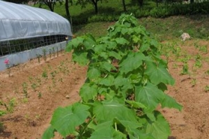 “성삼문 생가 오동나무 후계목 보급합니다”