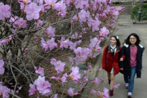 서울은 완연한 봄