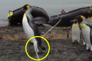 다리 짧은 펭귄들의 힘겨운 줄 넘어가기 포착