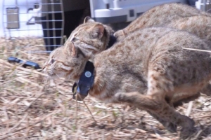 삵 5마리 안산 시화호 상류습지에 방사