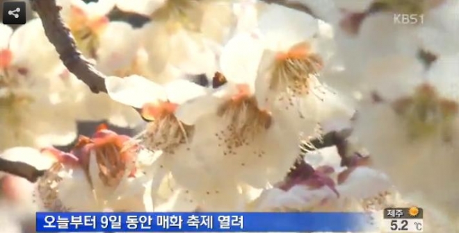 광양 매화 축제. / KBS 뉴스