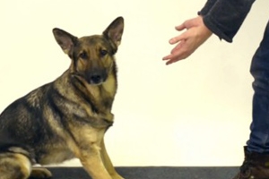 “어디갔지?” 먹이 사라지는 마술에 당황한 견공들