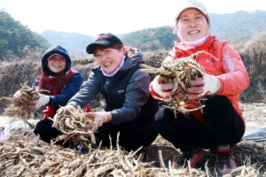 “초석잠 드시고 치매 예방하세요”