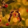 로맨틱 개미 포착, 다리 위에서 키스를 하는 듯 ‘프로포즈 경악’