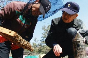 92세에 꿀벌 기르고 일기 쓰고… 나이를 잊었다