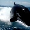“축하해요!” 결혼 20주년 커플 따라오며 춤추는 범고래 포착