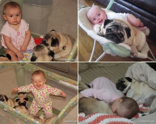 개를 처음 본 아기들, 친해지는 과정 상세히 공개 ‘아기 표정이..’