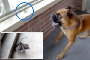 “누구냐 넌!” 바람에 움직이는 낙엽에 겁먹은 경호견 웃음